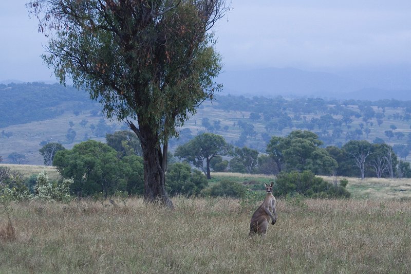 rainy day roo.jpg